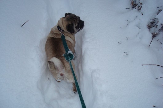 Roc is Peeing Outside Again Roc is Peeing Outside Again